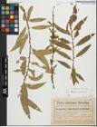Foto von Salix fragilis L. x Salix triandra L.